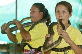 蛇女在线视频泰国,神秘异域风情下的自然奇观