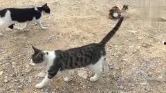 猫咪娱乐2在线视频,欢乐时光，萌宠互动大放送