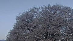 天堂樱花在线视频下载,高清视频一键下载，尽享视觉盛宴