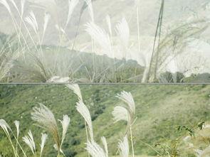 野草在线视频资源  第2张