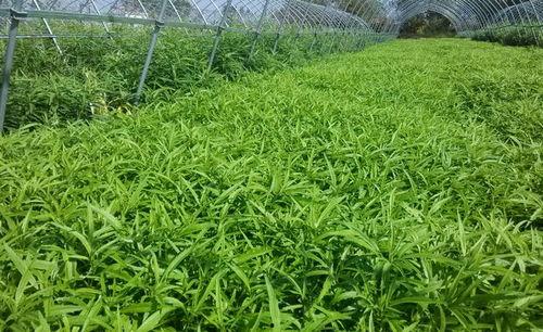 野草在线视频资源  第3张