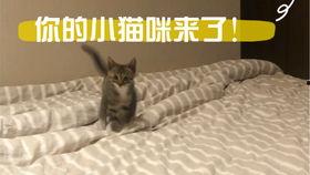 夜猫猫亚洲在线视频