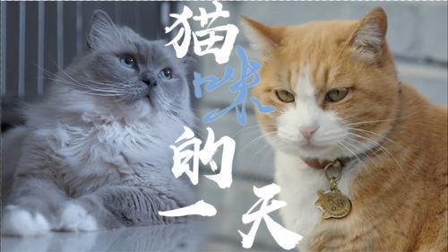 夜猫猫亚洲在线视频  第2张