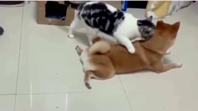 夜猫猫亚洲在线视频  第3张