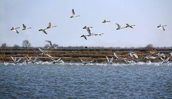 老唐鸭在线视频,揭秘鸭界传奇，带你领略鸭文化魅力  第1张