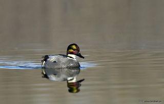 老唐鸭在线视频,揭秘鸭界传奇，带你领略鸭文化魅力  第2张
