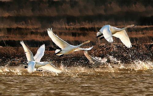 老唐鸭在线视频,揭秘鸭界传奇，带你领略鸭文化魅力  第3张